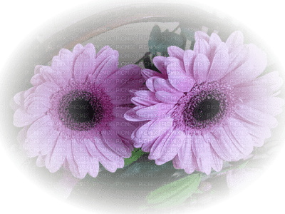 Kaz_Creations Flowers - nemokama png