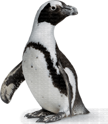 Kaz_Creations Animals Animal Penguin - png gratuito