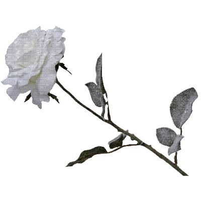 rose blanche - Bezmaksas animēts GIF