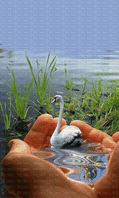 Cisne - GIF animé gratuit