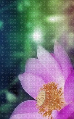 lotus - безплатен png