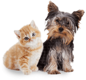 Kaz_Creations Animals Dog Pup Cat Kitten - 無料png