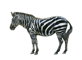 Kaz_Creations Zebra - ilmainen png
