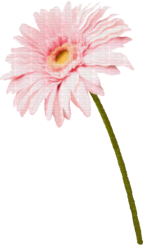 Flower.Yellow.Pink.Animated - KittyKatLuv - GIF animado gratis
