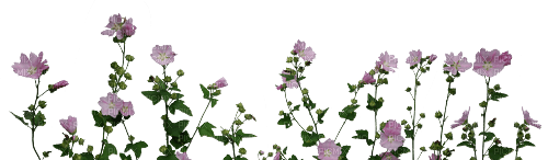 blommor---flowers - ingyenes png