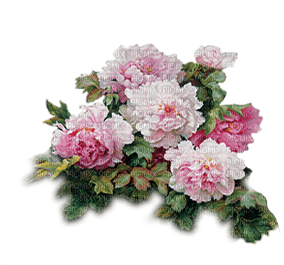 rosas transparente dubravka4 - png grátis
