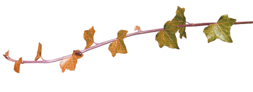 rama con hojas dubravka4 - nemokama png