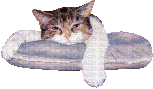 Cat Nitsa 1 - Безплатен анимиран GIF