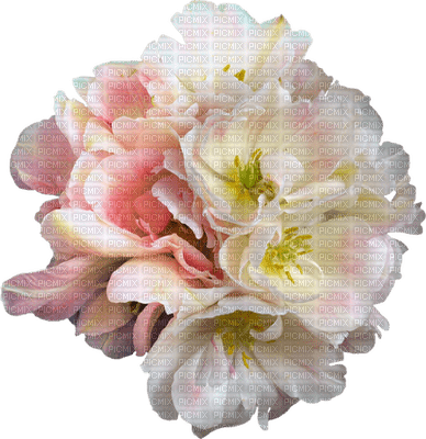 blomma-rosa-pink--pastell - png gratuito