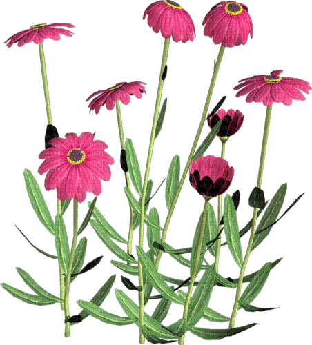 Fleurs - darmowe png