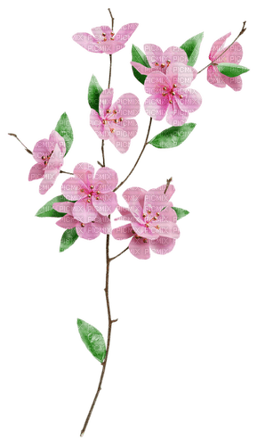 pink flowers - png gratuito