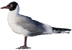 Gulls - Darmowy animowany GIF