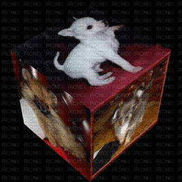 Pomeranian/Chihuahua - Gratis animerad GIF