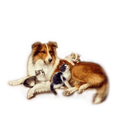 dog with cat bp - фрее пнг