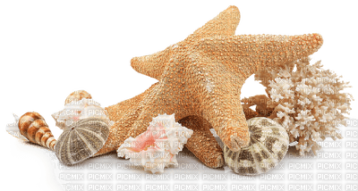 The shells - nemokama png