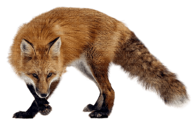 fox bp - darmowe png