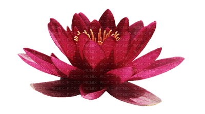 kukka, flower, fleur - бесплатно png