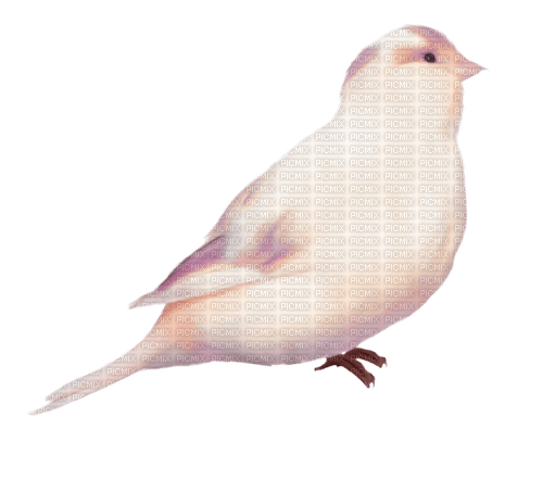 Bird - darmowe png