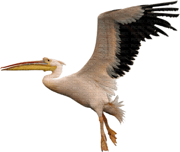 bird-fågel-deco - PNG gratuit