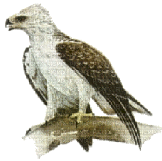 eagle bp - Безплатен анимиран GIF