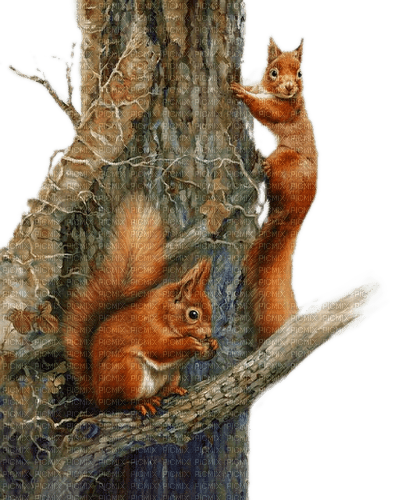 Zwei Eichhörnchen, Baum - Free PNG