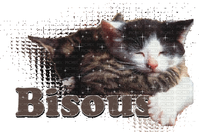 chat bisous - 免费动画 GIF