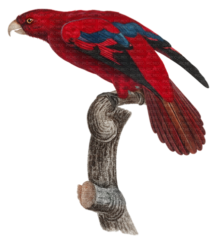 Red Parrot - PNG gratuit