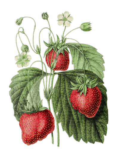 strawberries vintage sunshine3 - zdarma png
