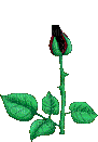 dark rose - Gratis animerad GIF