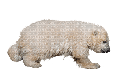 polar bear, jääkarhu - Free PNG