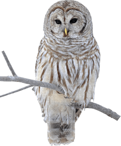 kikkapink christmas deco winter owl - darmowe png