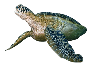 kilpikonna, turtle - zdarma png
