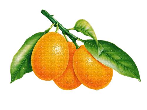 orange milla1959 - gratis png
