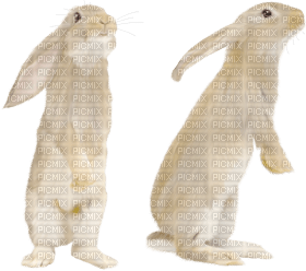 Kaz_Creations Rabbit - kostenlos png