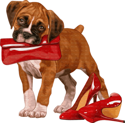 dog chien hund tube animal schuhe shoes chaussures - безплатен png