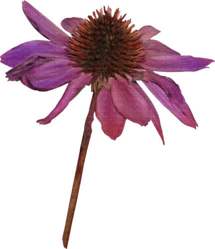 dolceluna spring purple flower - 無料png
