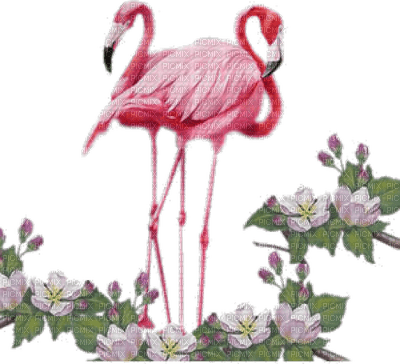 фламинго - 免费PNG