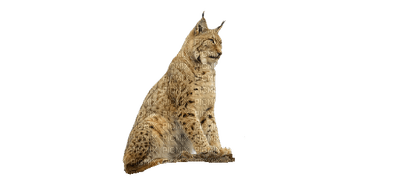 Lynx - PNG gratuit
