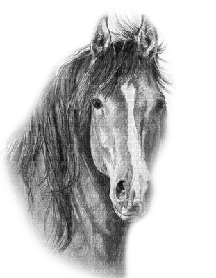 horse katrin - ingyenes png