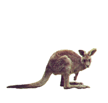 kangourou gif Adam64 animation, animal, - Free animated GIF