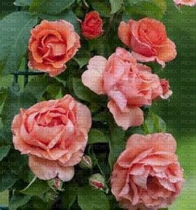 rose jaune - nemokama png