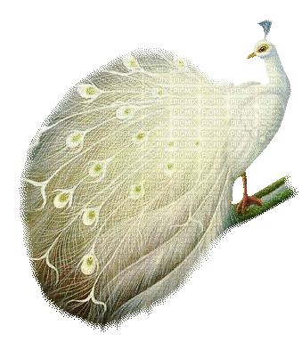 White Peacock - GIF animado grátis