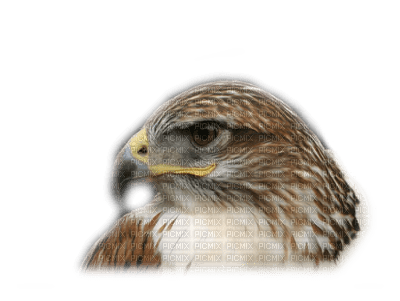 patymirabelle oiseau aigle - darmowe png