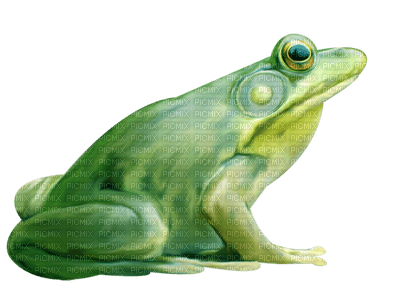 Kaz_Creations Frogs Frog - gratis png