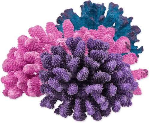 Coral-RM - Free PNG