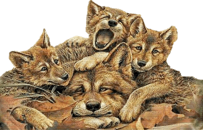 wolfs - png grátis
