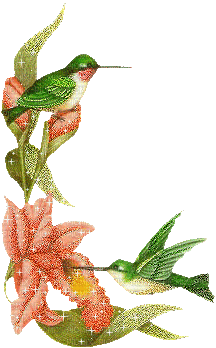 colibri picaflor bird pajaro - Ilmainen animoitu GIF