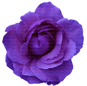 Kaz_Creations Purple Flower - png gratuito
