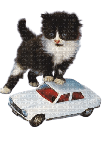 kitten with car - Free PNG