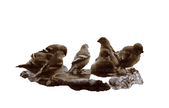 ptaki - Δωρεάν κινούμενο GIF